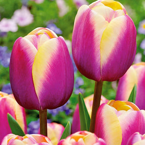 10 Tulipes Triomphe Atlantis - Tulipa atlantis - Plantes