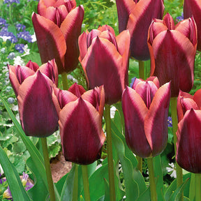 10 Tulipes Triomphe Slawa - Tulipa slawa - Plantes