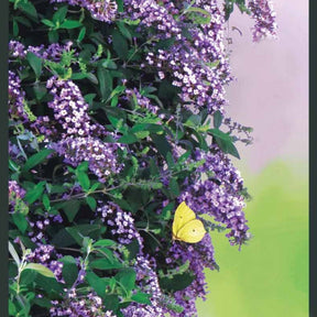 Arbre aux papillons Butterfly wall - Buddleia butterfly wall - Plantes