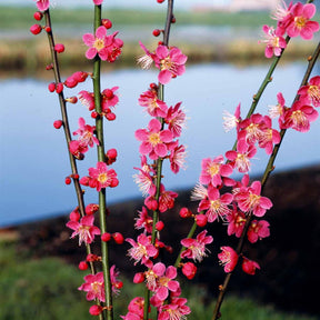 Abricotier du Japon - Prunus mume beni chidori - Plantes