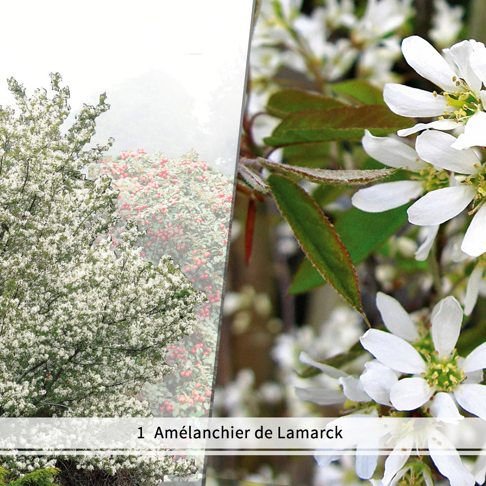 Collection Haie aux oiseaux - 4 arbustes - Haie de 3 m linéaire - Cotoneaster francetii, amelanchier lamarckii, euonymus, symphoricarpo