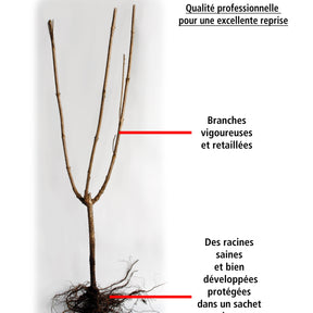 Collection Haie aux oiseaux - 4 arbustes - Haie de 3 m linéaire - Cotoneaster francetii, amelanchier lamarckii, euonymus, symphoricarpo