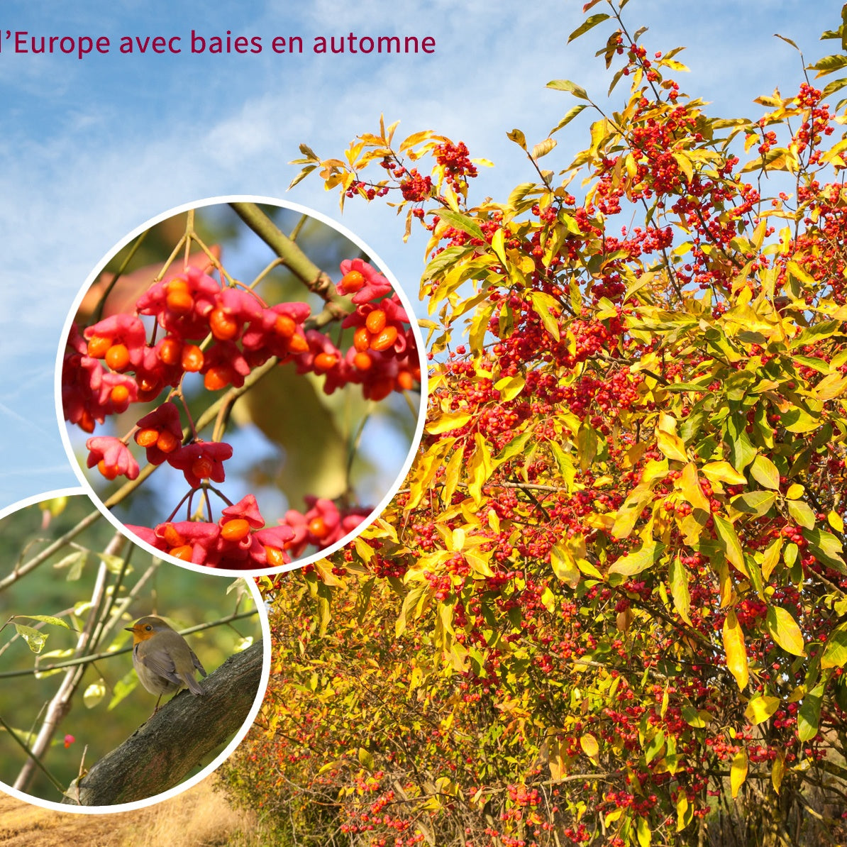 Collection Haie aux oiseaux - 4 arbustes EXTRA - Haie de 3 m long - Cotoneaster franchetii, amelanchier lamarckii, euonymus, symphoricarp - Collections d'arbustes