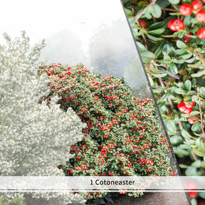 Collection Haie aux oiseaux - 4 arbustes EXTRA - Haie de 3 m long - Cotoneaster franchetii, amelanchier lamarckii, euonymus, symphoricarp