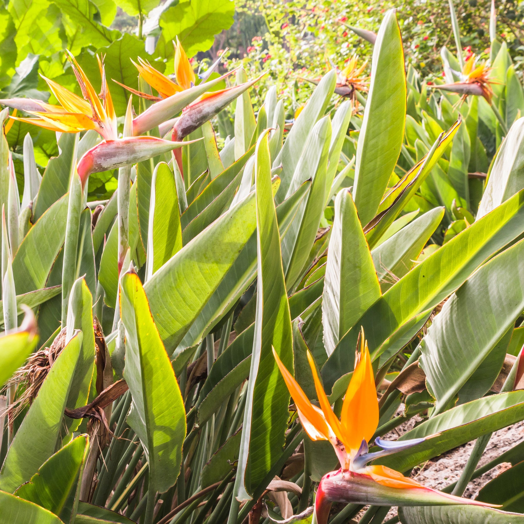 Oiseau du paradis - Strelitzia reginae - Strelitzia reginae - Plantes