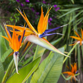 Oiseau du paradis - Strelitzia reginae - Strelitzia reginae