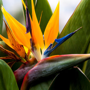 Oiseau du paradis - Strelitzia reginae - Strelitzia reginae