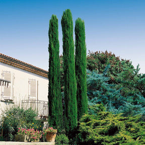 Cyprès d'Italie - Cupressus sempervirens totem - Plantes