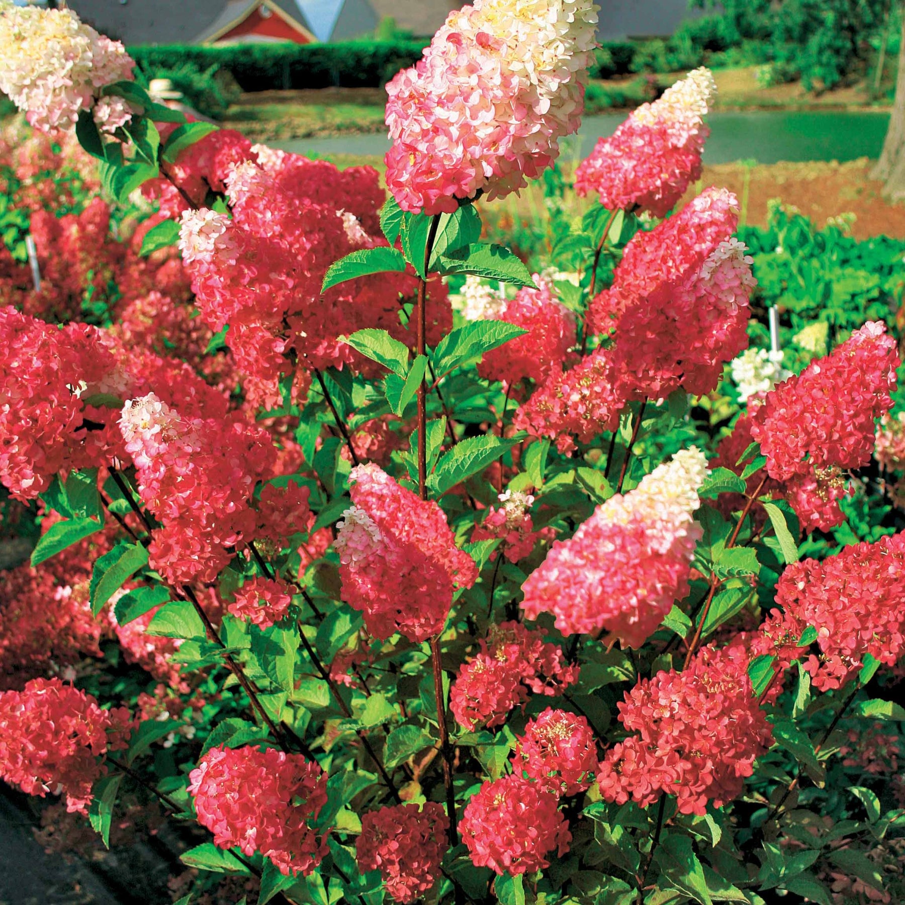 2 Hortensias Fraise Melba® 'Renba' - Hydrangea paniculata fraise melba® renba - Plantes