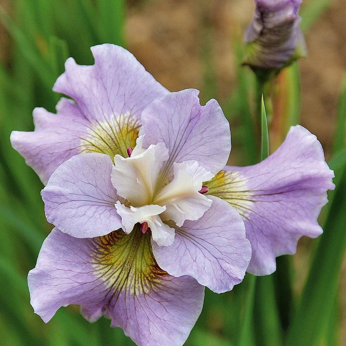 2 Iris de Sibérie Dawn Walz - Iris siberica dawn walz - Plantes