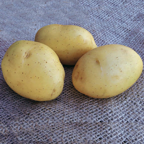 25 Pommes de terre Vitabella - Solanum tuberosum vitabella - Potager