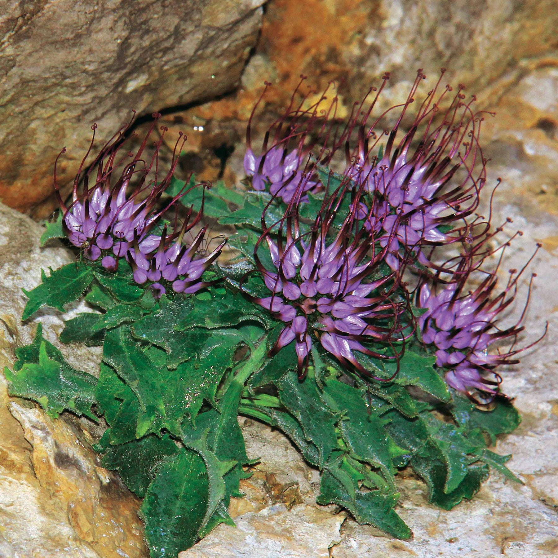 2 Physoplexis comosa - Physoplexis comosa - Plantes