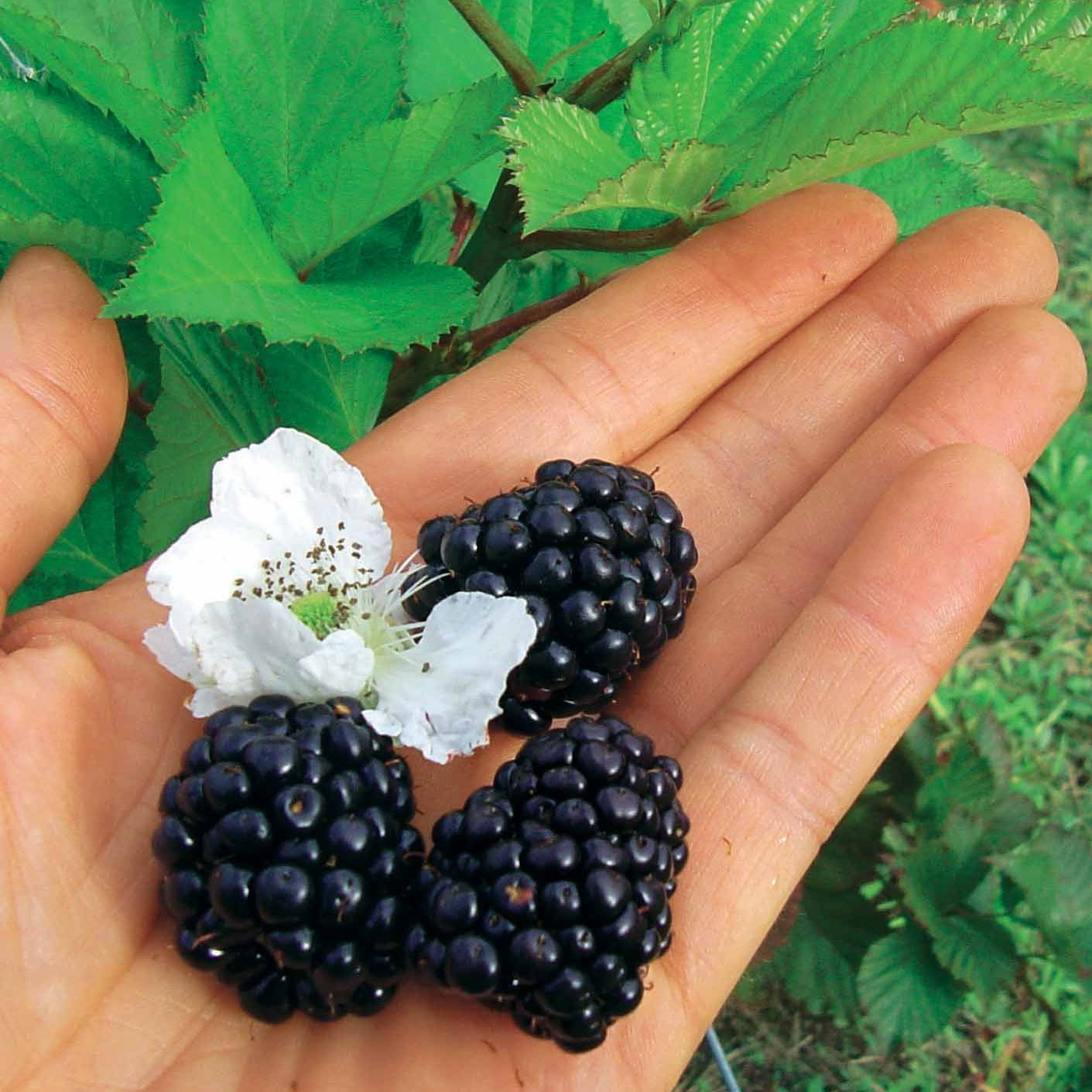 2 Mûriers Reuben - Rubus fruticosus reuben - Plantes