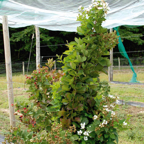 2 Mûriers Reuben - Rubus fruticosus reuben - Fruitiers Arbres et arbustes