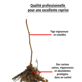 2 Mûriers Reuben - Rubus fruticosus reuben - Mûrier