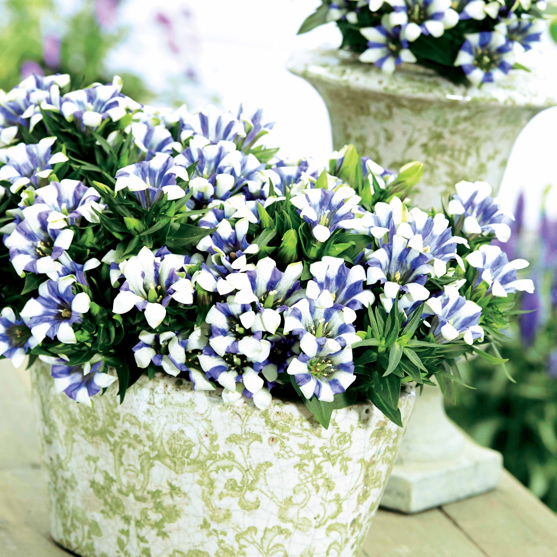 Gentiane Diamant des montagnes - Gentiana scabra rocky diamond - Plantes