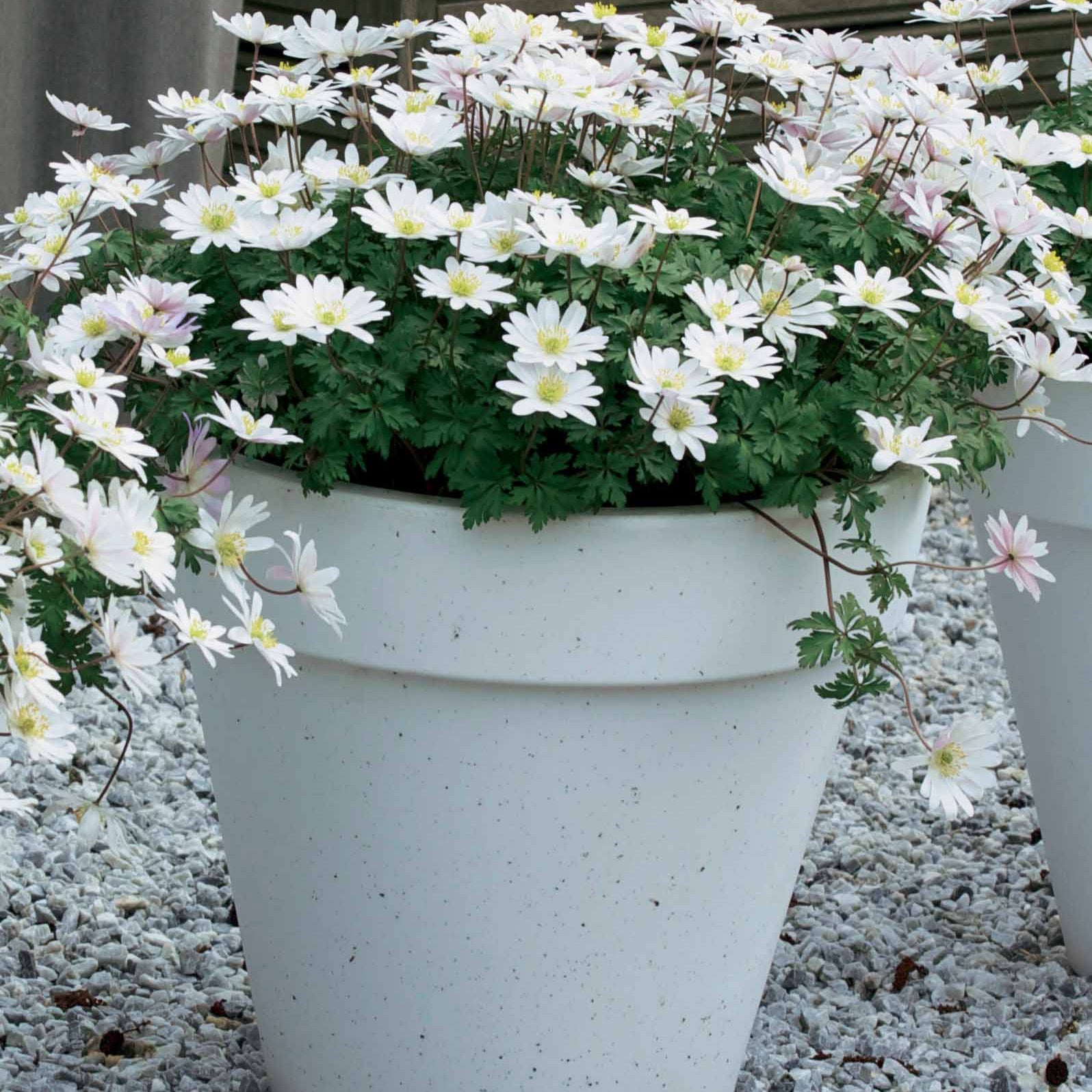 25 Anémones de Grèce blanches - Anemone blanda white splendour - Plantes