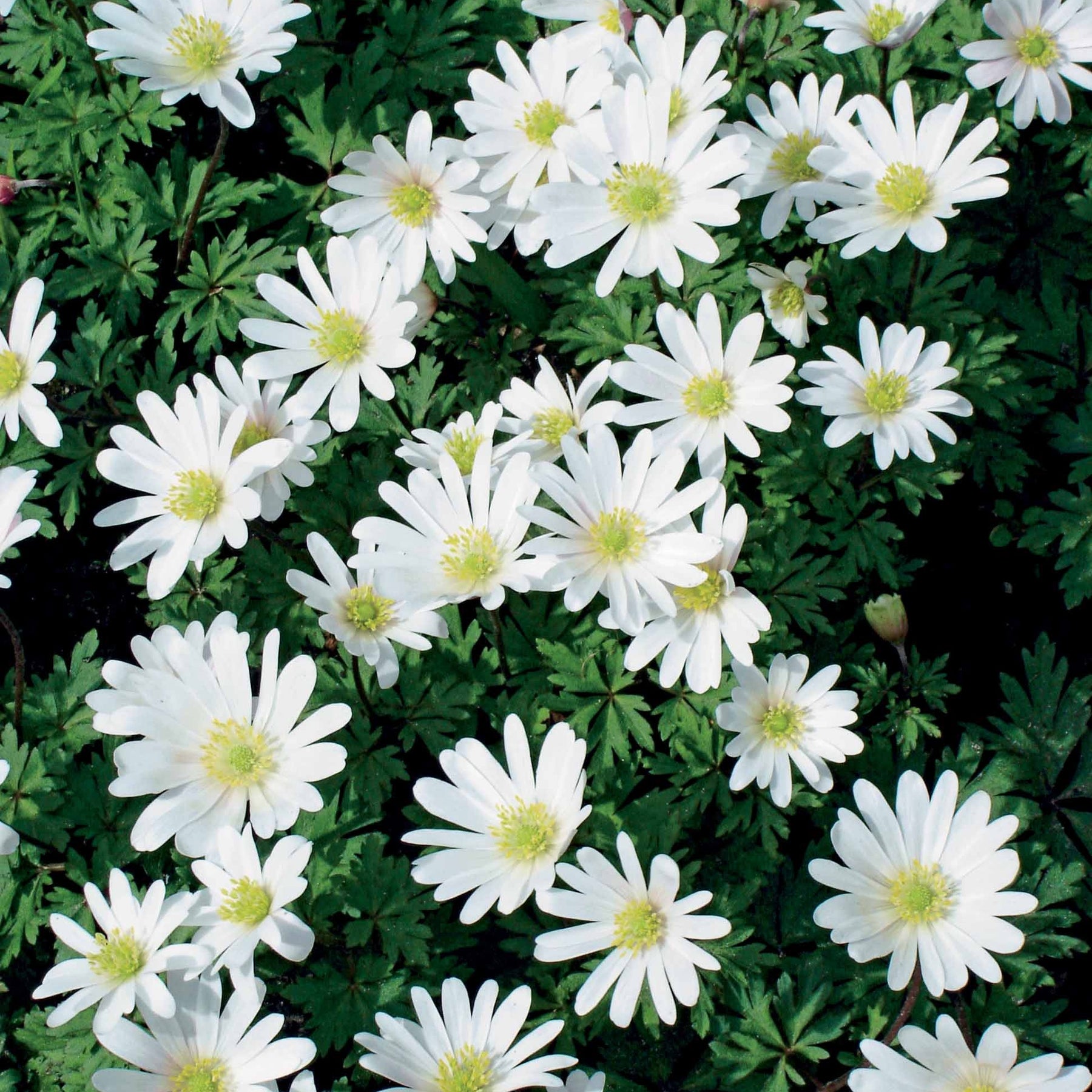 25 Anémones de Grèce blanches - Anemone blanda white splendour - Anémone