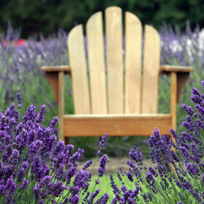 15 Lavandes bleues - Lavandula angustifolia munstead