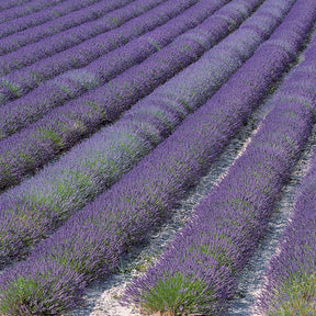 15 Lavandes de Grasse - Lavandula angustifolia grosso - Plantes vivaces