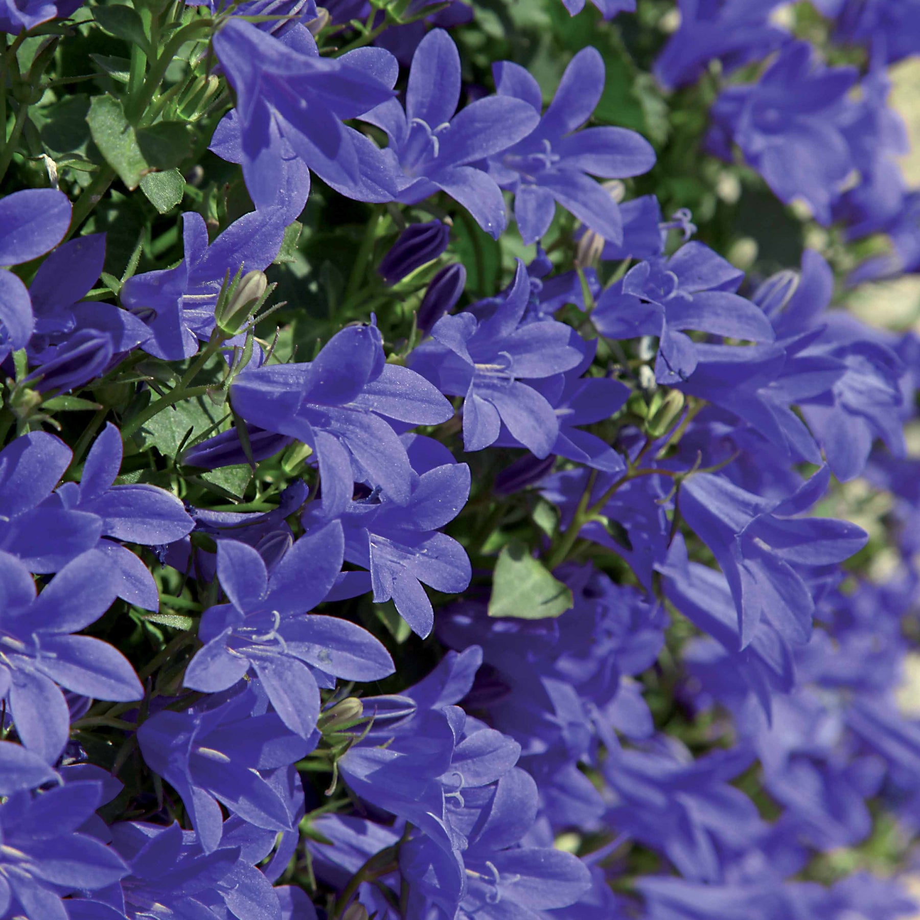 30 Campanules des rocailles - Campanula poscharskyana - Plantes vivaces