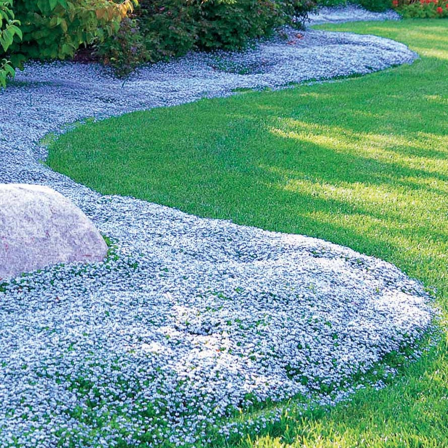 15 étoiles bleues tapissantes - Superficie environ 1,5 m² - Isotoma fluviatilis - Plantes