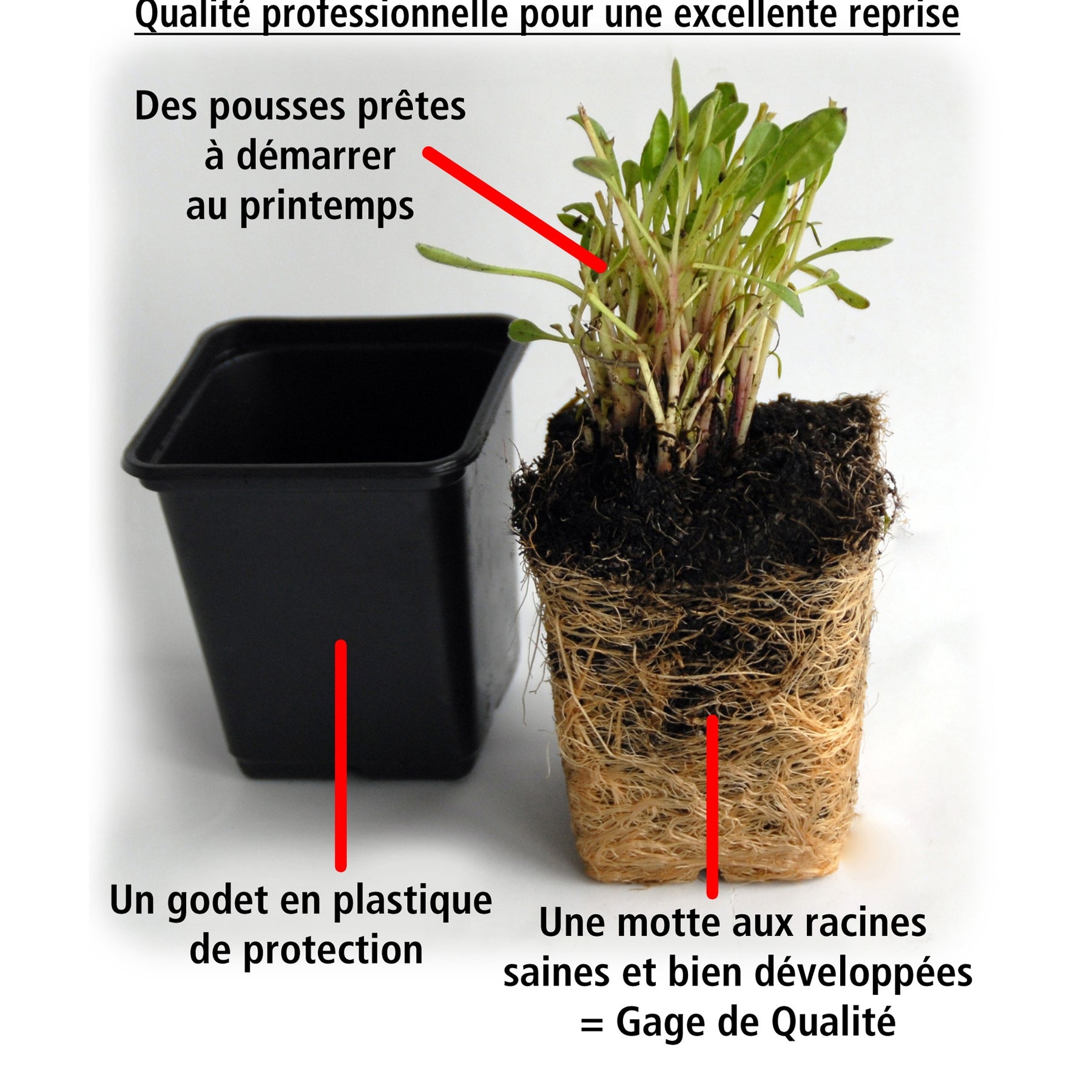 15 étoiles bleues tapissantes - Superficie environ 1,5 m² - Isotoma fluviatilis - Plantes vivaces