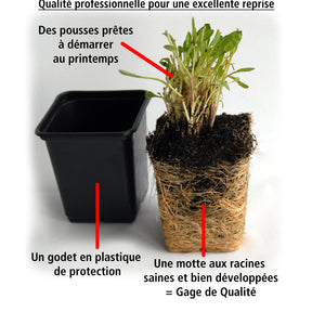 30 étoiles bleues tapissantes - Superficie environ 3 m² - Isotoma fluviatilis - Plantes vivaces