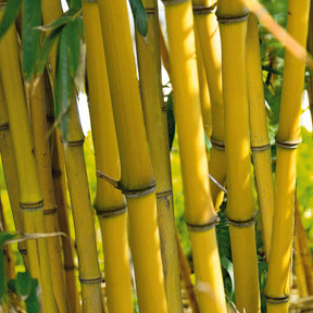 10 Bambous jaunes - Haie de 10 m linéaire - Phyllostachys aureosulcata aureocaulis - Plantes