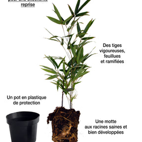 10 Bambous jaunes - Haie de 10 m linéaire - Phyllostachys aureosulcata aureocaulis - Arbustes