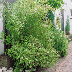 20 Bambous verts - Haie de 20 m linéaire - Phyllostachys bisseti - Plantes