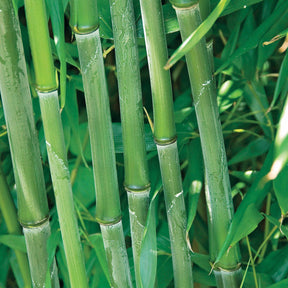 20 Bambous verts - Haie de 20 m linéaire - Phyllostachys bisseti - Arbustes