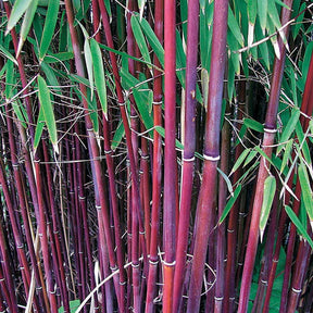 10 Bambous à cannes rouges, Bambou des pandas - Haie de 10 m long - Fargesia scabrida asian wonder - Plantes