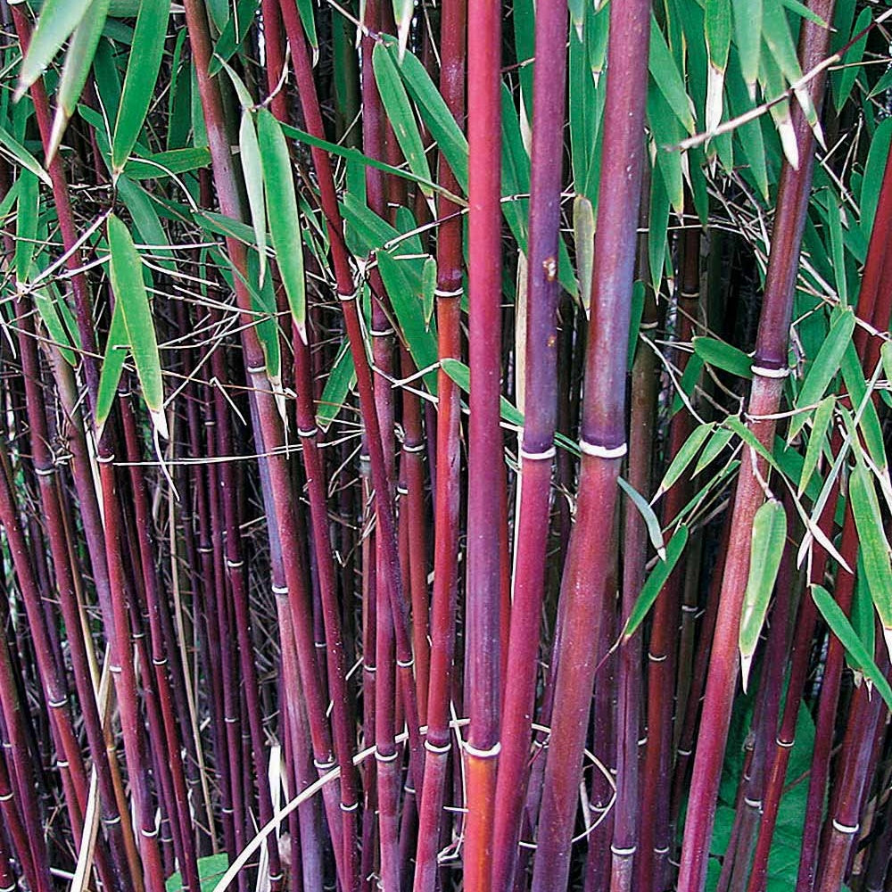 10 Bambous à cannes rouges, Bambou des pandas - Haie de 10 m long - Fargesia scabrida asian wonder - Plantes