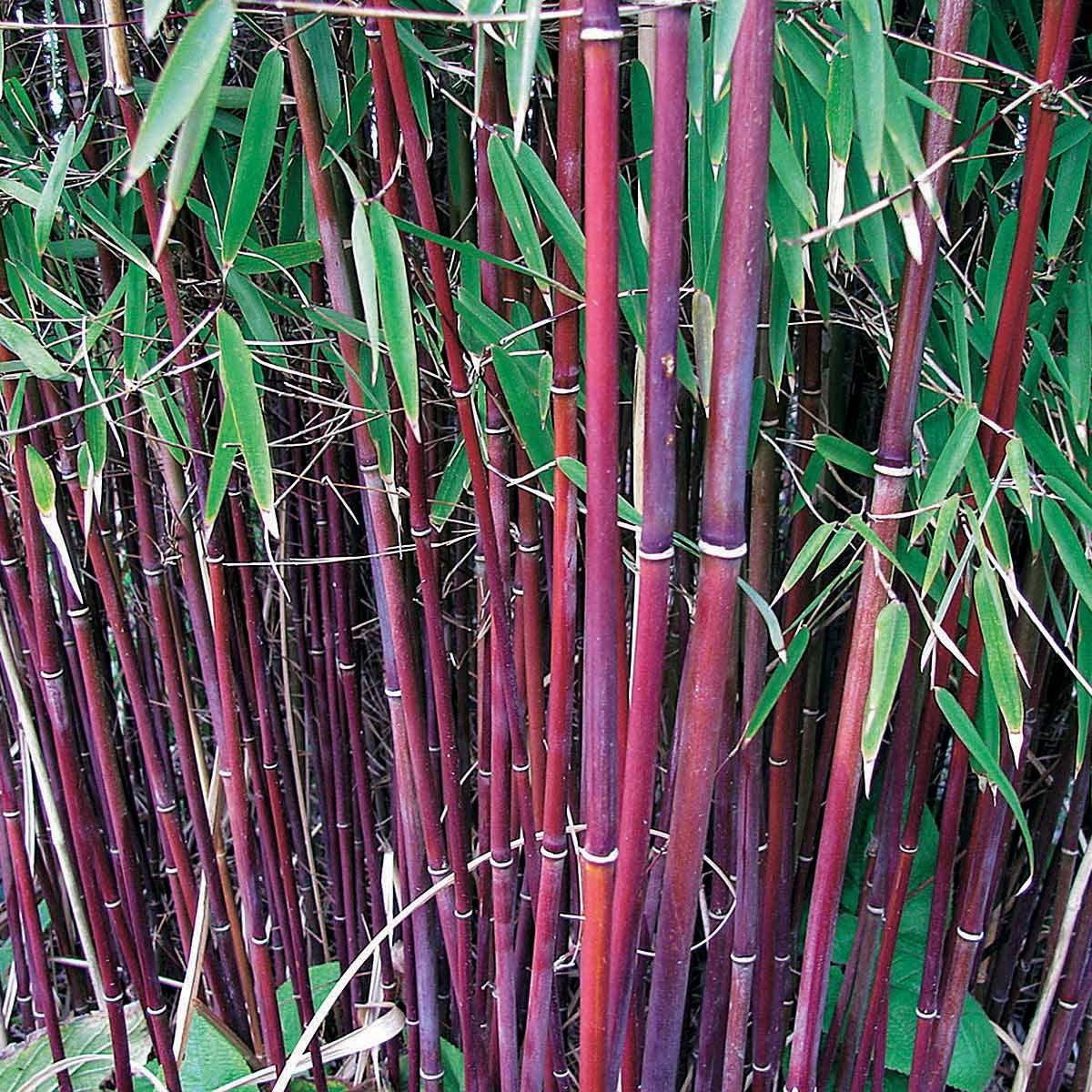 10 Bambous à cannes rouges, Bambou des pandas - Haie de 10 m long - Fargesia scabrida asian wonder - Arbustes