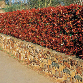 15 Photinias Red Robin - Haie de 12,5 m linéaire - Photinia fraseri red robin