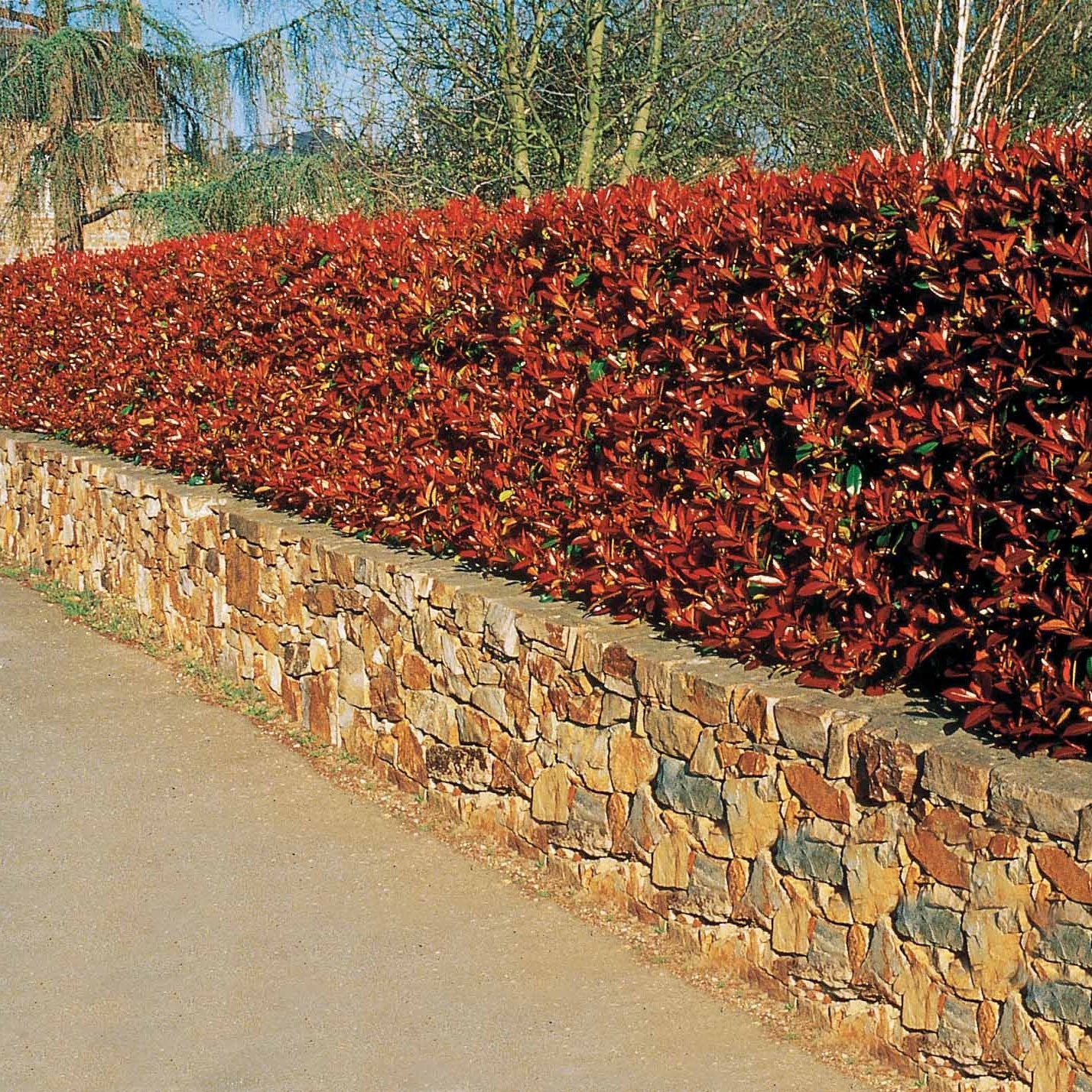 30 Photinias Red Robin - Haie de 25 m linéaire - Photinia fraseri red robin - Arbustes