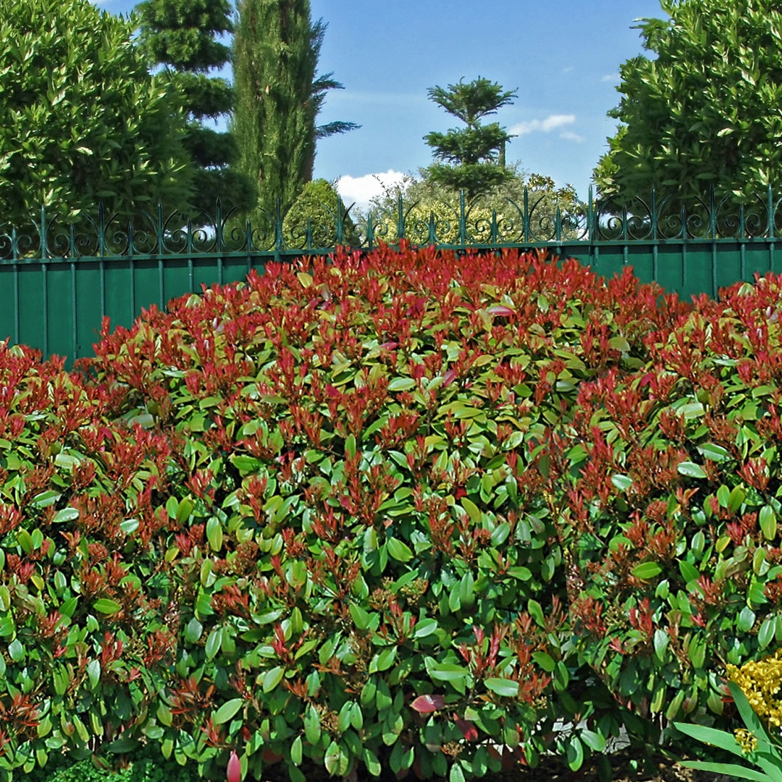 30 Photinias Red Robin - Haie de 25 m linéaire - Photinia fraseri red robin