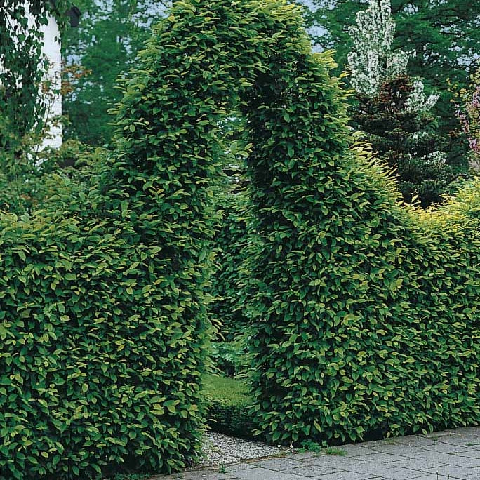 40 Charmes - Haie de 14 m linéaire - Carpinus betulus - Plantes