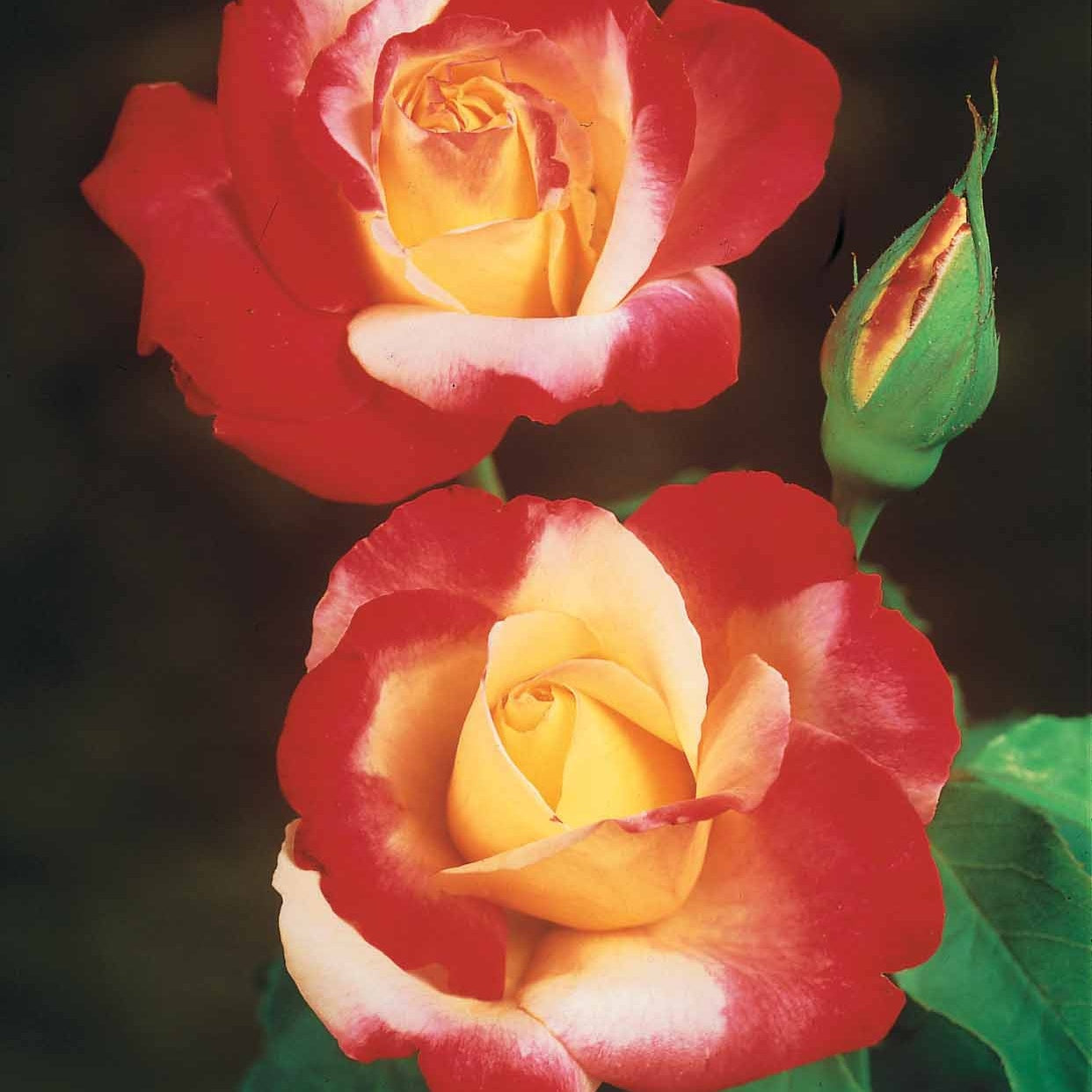 10 Rosiers buissons Double Delight - Rosa double delight - Plantes