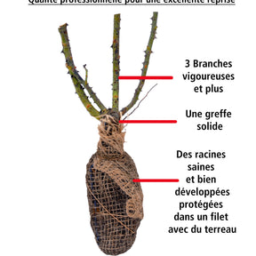 20 Rosiers buissons Doris Tysterman - Rosa doris tysterman - Rosiers