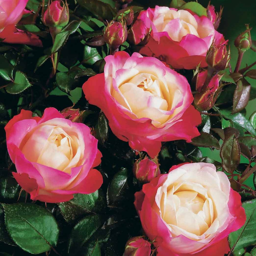 10 Rosiers buissons Nostalgie ® - Rosa nostalgie ® - Plantes