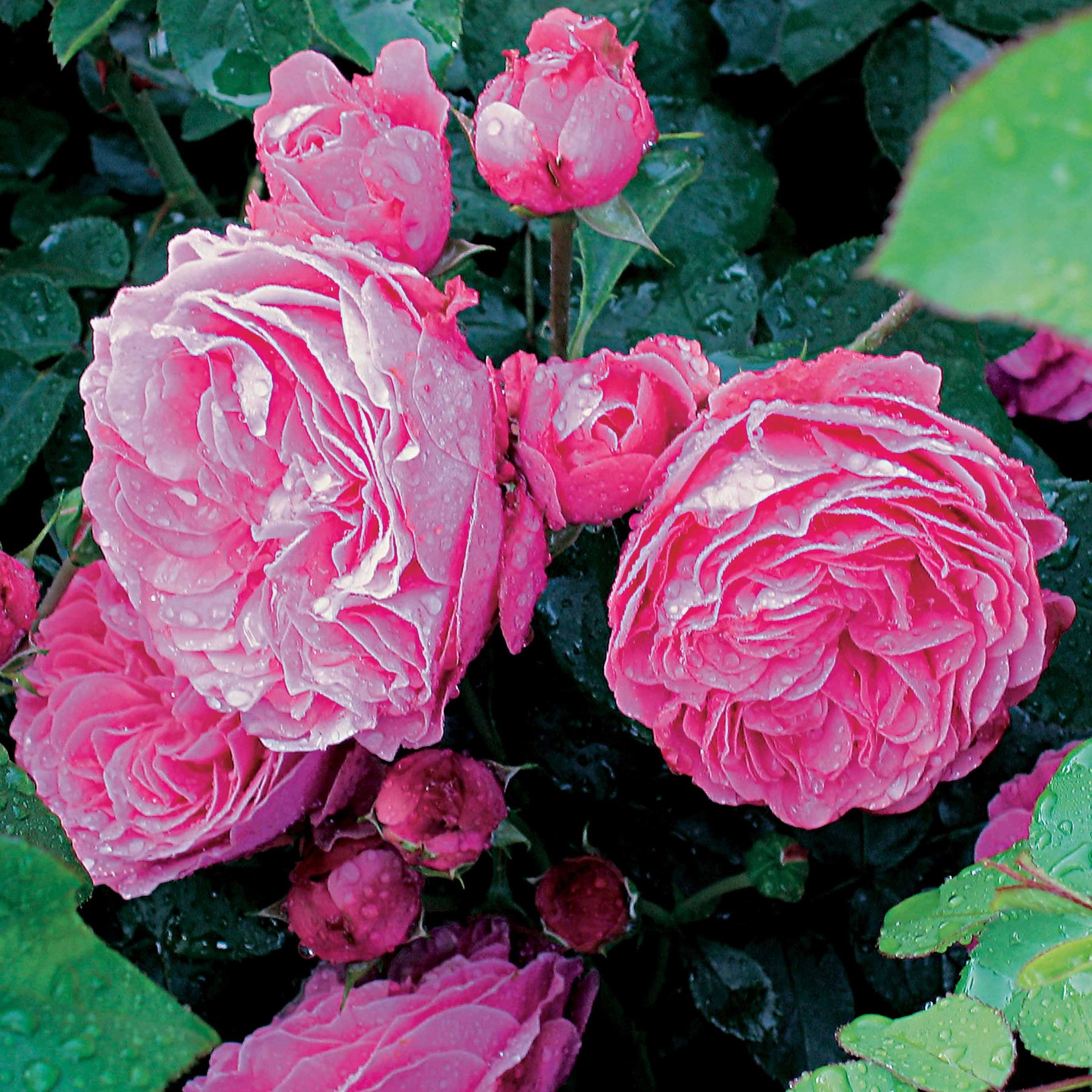 10 Rosiers floribunda Leonardo da Vinci ® Medeauri - Rosa leonardo da vinci ® medeauri - Rosiers