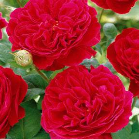 10 Rosiers floribunda Red Leonardo da Vinci ® Meiangele - Rosa red leonardo da vinci ® meiangele - Rosiers