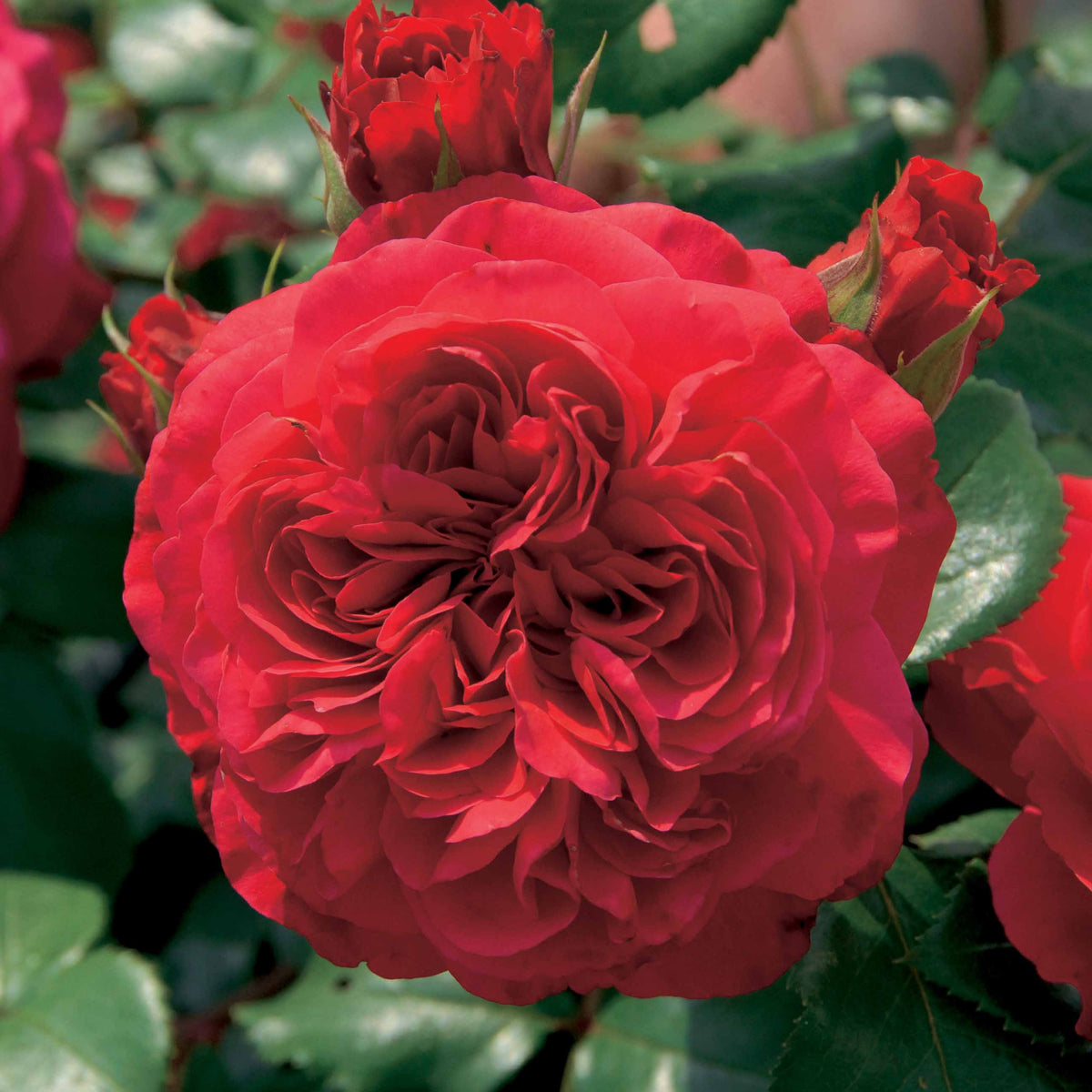 20 Rosiers floribunda Red Leonardo da Vinci ® Meiangele - Rosa red leonardo da vinci ® meiangele - Plantes