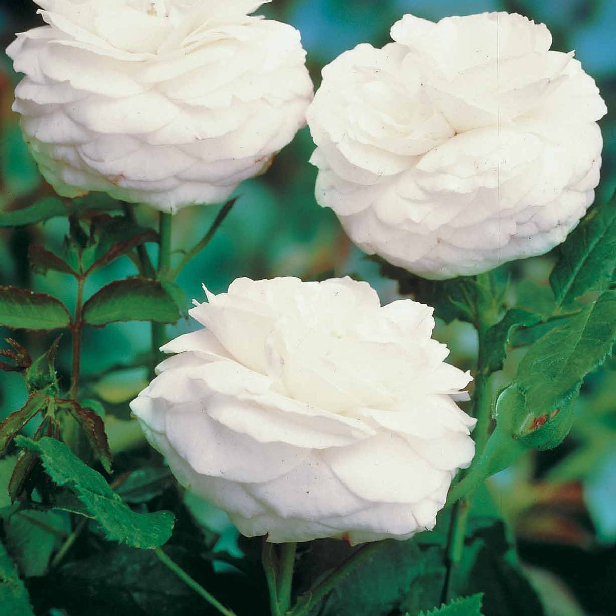 20 Rosiers botaniques Boule de Neige (Bourbon) - Rosa boule de neige - Plantes