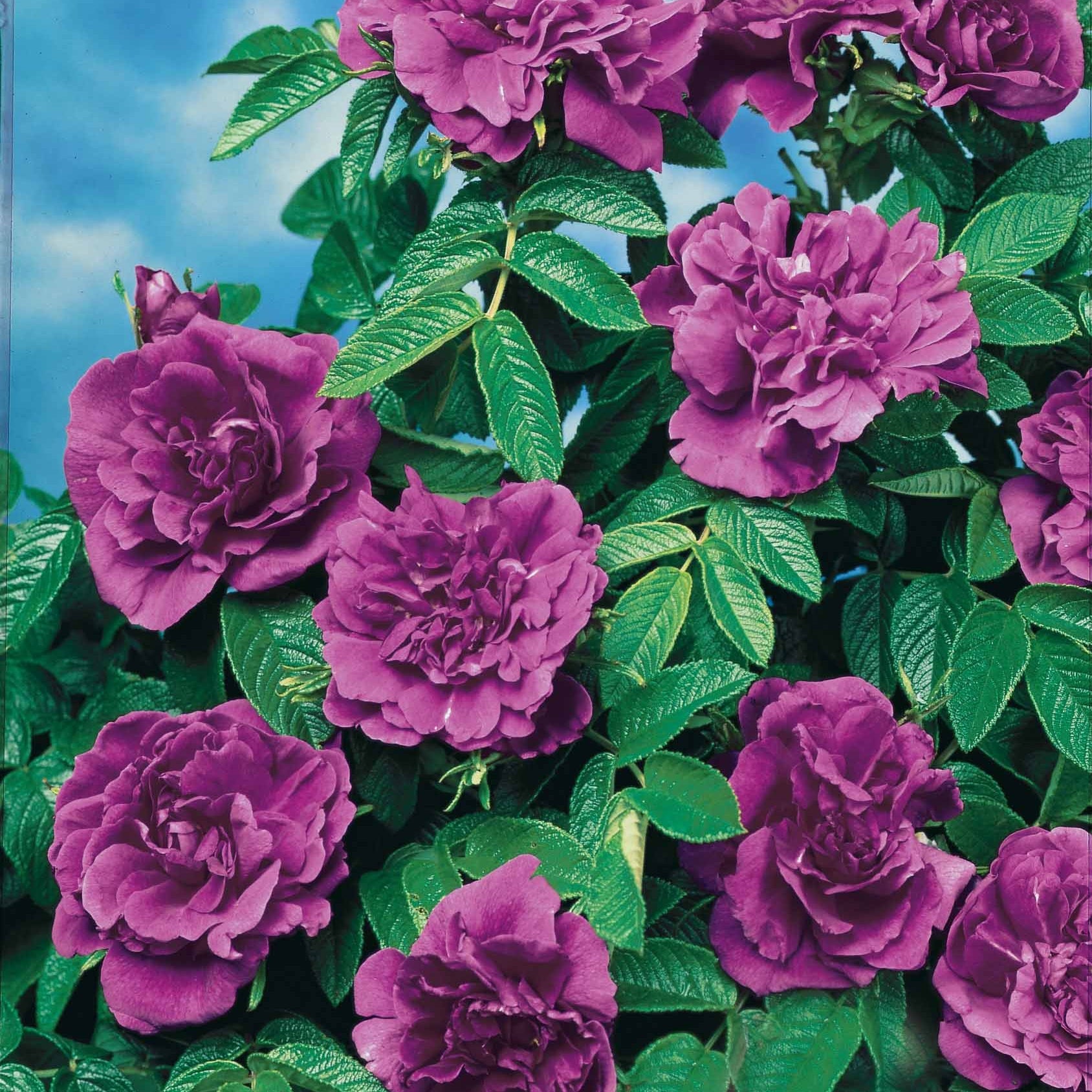 10 Rosiers botaniques Hansa - Rosa rugosa hansa - Plantes