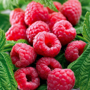 4 Framboisiers remontants Marastar ® cov MA29-20 - Rubus idaeus marastar ® cov ma29-20 - Plantes