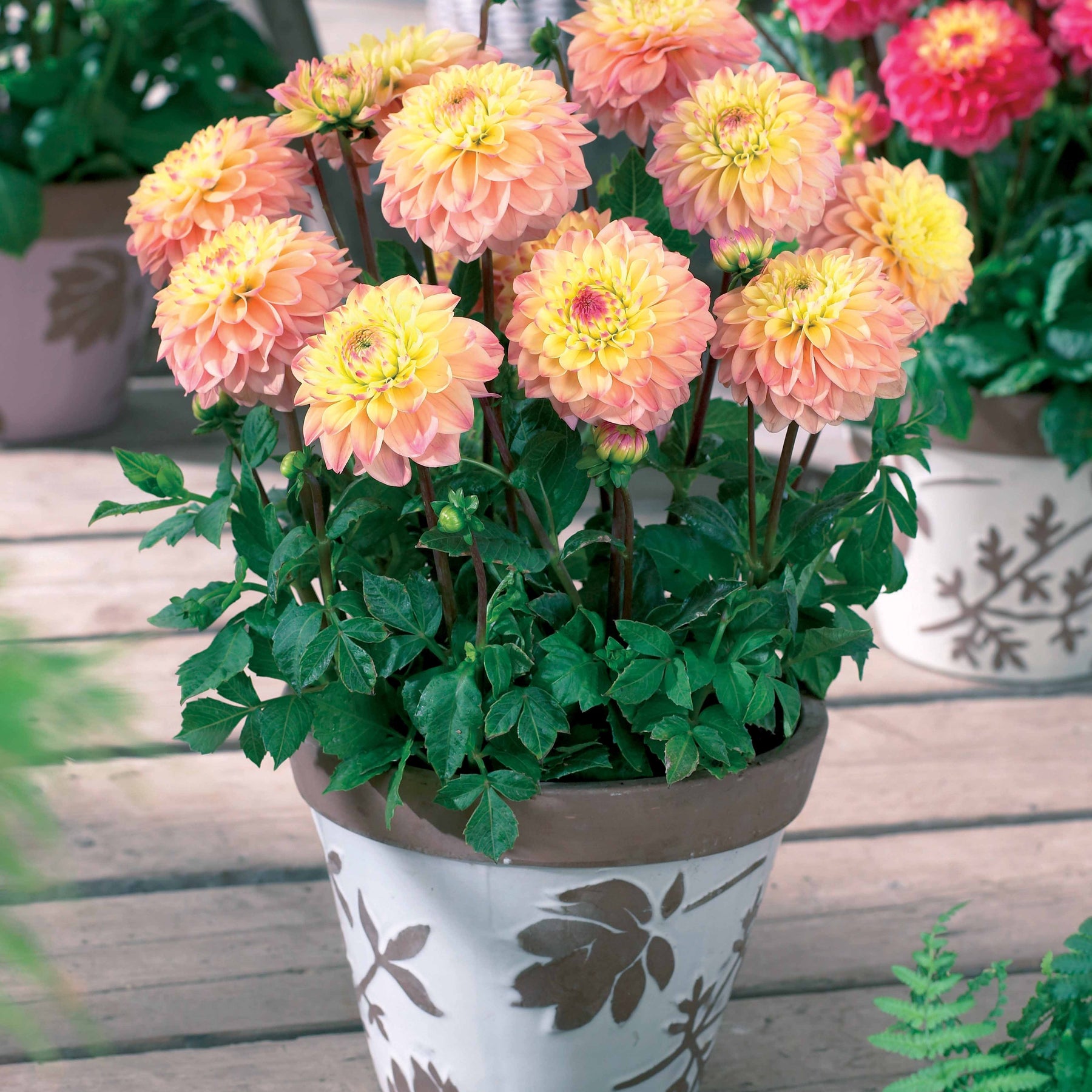 3 Dahlias nains Princesse Elizabeth - Dahlia princesse elizabeth - Plantes