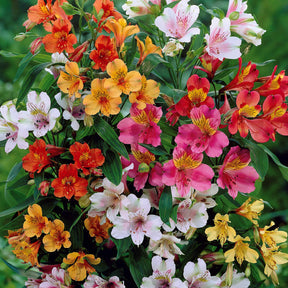 6 Lis des incas en mélange - Alstroemeria - Plantes